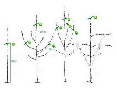Как обрезать молодые яблони?