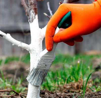 Побелка деревьев в саду весной: когда и как белить?