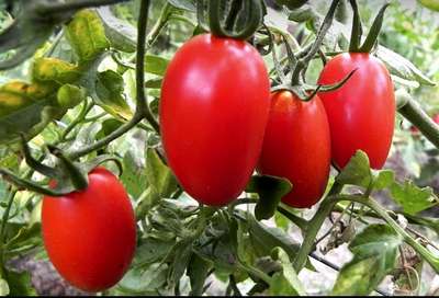 Лучшие низкорослые сорта помидор для открытого грунта