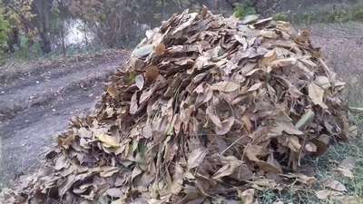 Подкормка из листьев грецкого ореха