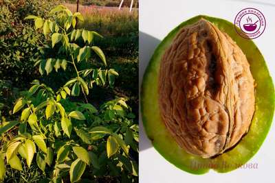 Как вырастить грецкий орех в Подмосковье?