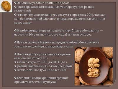 Сроки хранения грецких орехов в скорлупе