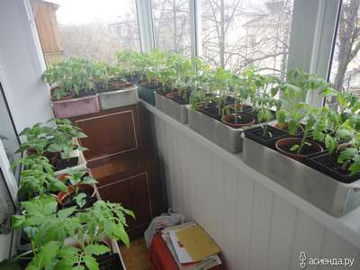 При какой температуре выносить рассаду на балкон?