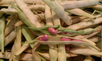 Когда убирать фасоль с грядки?