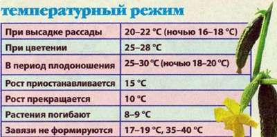 Температура для огурцов в теплице