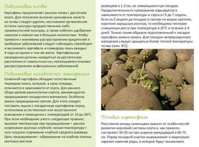 Температура почвы для посадки картофеля