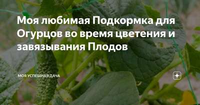 Подкормка огурцов во время цветения и завязывания плодов