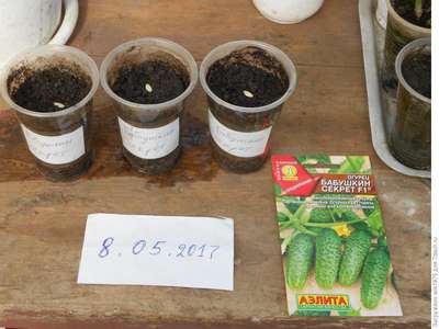 Когда, и как правильно сеять огурцы на рассаду?