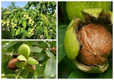 Когда спеет грецкий орех?