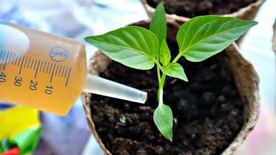 Чем лучше подкармливать рассаду перца?