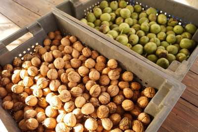 Как хранить грецкие орехи?
