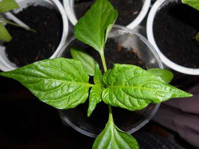 Скручиваются листья у рассады перцев: причины и лечение