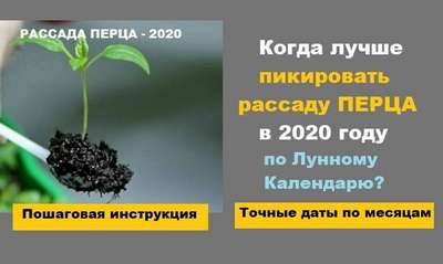 Когда пикировать рассаду перца в 2020 году?