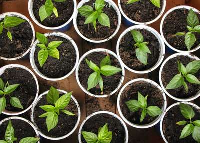 Посадка перца на рассаду: правила и особенности