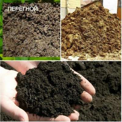 Отличия между перегноем и компостом