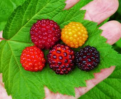 Необычная ягода Княженика