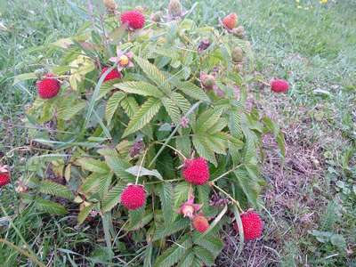 Княженика: правила посадки и уход