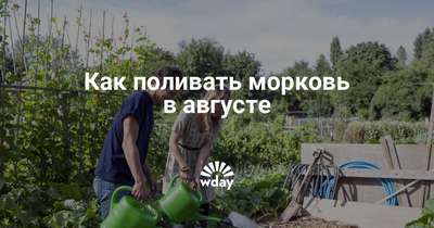 Нужно ли поливать морковь в августе?
