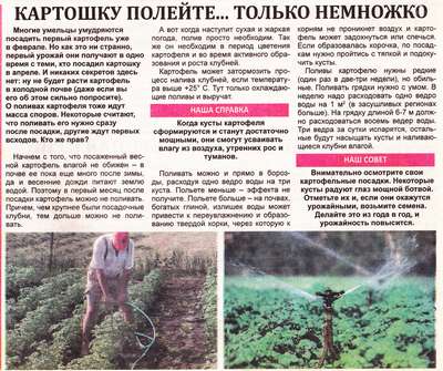 Надо ли поливать картофель в августе?