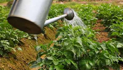 Как поливать картофель?