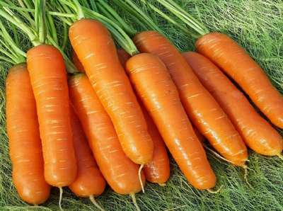 Лучшие сорта моркови на зиму