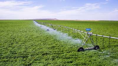 Полив картофеля для повышения урожайности