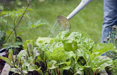 Как поливать свеклу?