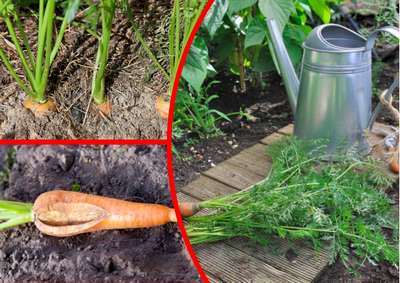 Частота полива моркови в открытом грунте