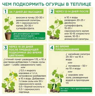 Чем и как подкормить огурцы в теплице?