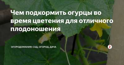 Подкормка огурцов во время цветения и плодоношения в теплице