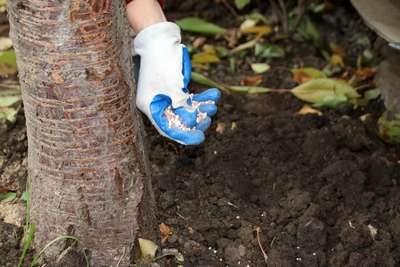 Подкормка яблонь осенью