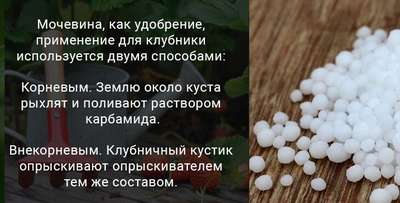 Подкормка клубники весной карбамидом