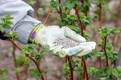 Подкормка малины осенью