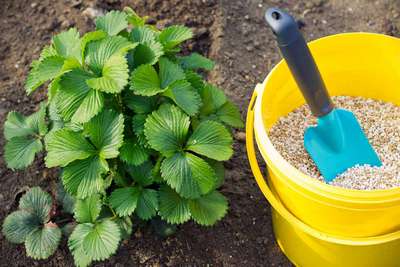 Чем подкормить клубнику?