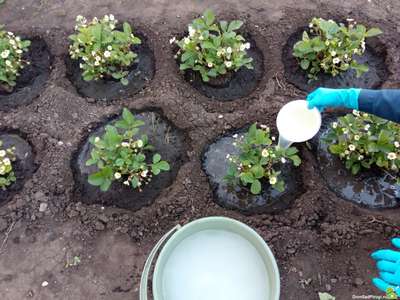 Подкормка виктории весной