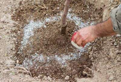 Чем подкормить яблони в августе?