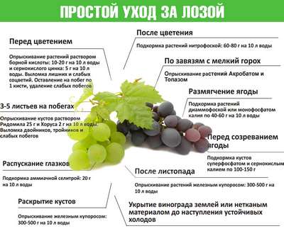 Когда и чем подкормить виноград?