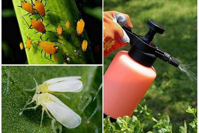 Эффективные инсектициды для борьбы с вредителями