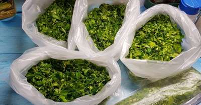 Заморозка петрушки на зиму