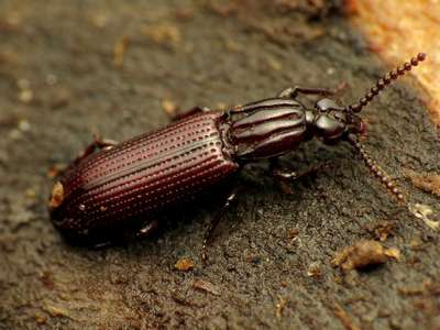 Жук-короед