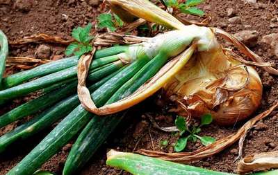 Борьба с луковой мухой