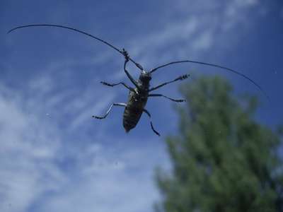 Жук-стригун