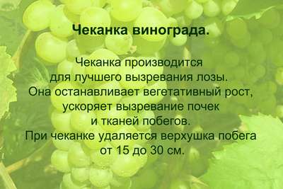 Что такое чеканка винограда?