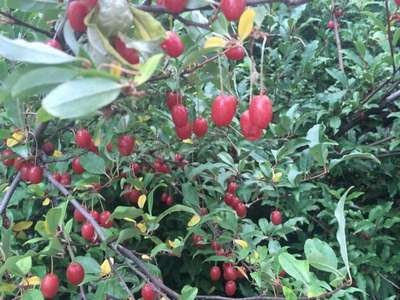 ТОП-20 лучших ягодных кустарников