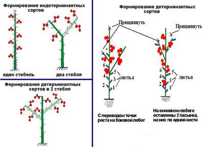 Формирование куста томатов в теплице