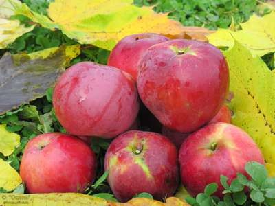 Сорт яблони Звездочка