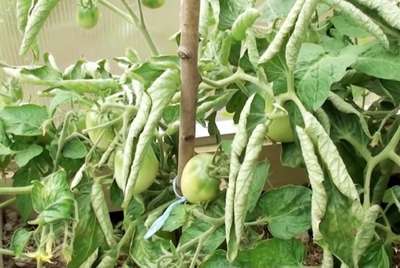 Скручиваются листья томатов в теплице