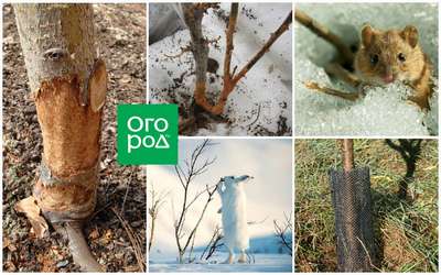 Способы защиты яблони от зайцев зимой