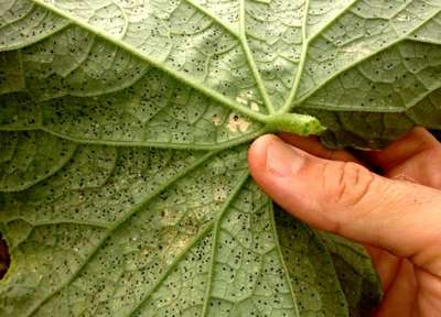 Клещ на огурцах