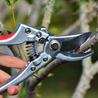 Лучшие секаторы (рубрика?)